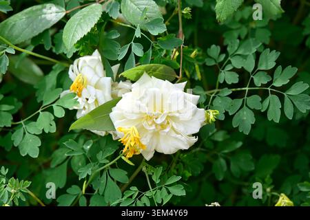 Weiße Sommerrose, rosa Malvern Hills mit Farbenlaub und gelben Blüten von Corydalis lutea, die im britischen Garten Mai wachsen Stockfoto