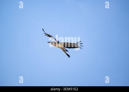 Marabou-Storch, der während der Trockenzeit im Tarangire-Nationalpark in Tansania gegen einen klaren blauen Himmel schwingt. Stockfoto