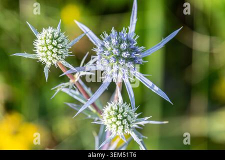 Blaue Eryngo-Pflanzen zeigen ihre markanten Blüten mit spitzen Blättern in einem üppigen Garten. Diese Aufnahme hebt ihre leuchtenden Farben in der Einfassung hervor Stockfoto