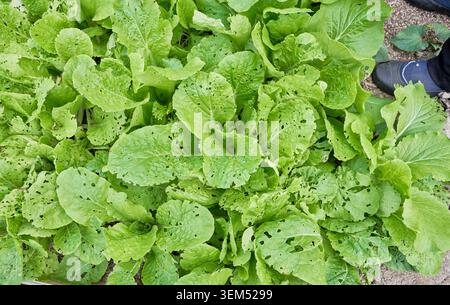 Natürlich angebauter koreanischer Kohl auf einem Feld. Insektenfressende Blätter zeigen authentische Pestizidfreiheit, biologische Landwirtschaft und natürliche Landwirtschaft. Stockfoto