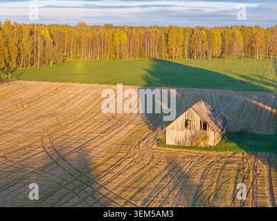 Verlassene Holzscheune auf geerntetem Ackerland während des goldenen Herbstabends im ländlichen Lettland Stockfoto