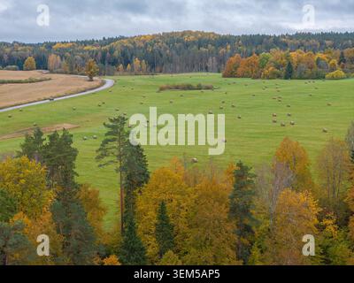 Luftaufnahme der Heuballen, die im Herbst in der Nähe des Nationalparks Gauja, Lettland, über ländliches Ackerland verstreut sind Stockfoto