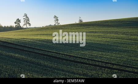 Frostbedecktes Winterweizenfeld auf rollendem Ackerland bei Sonnenaufgang im ländlichen Lettland Stockfoto