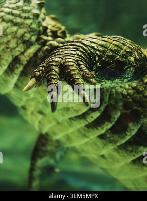 Shanghai, China. Chinesischer Alligator Schwimmt Im Shanghai Ocean Aquarium. Krokodil-Endemit In China. Junger chinesischer Alligator, Nahaufnahme. Its Stockfoto