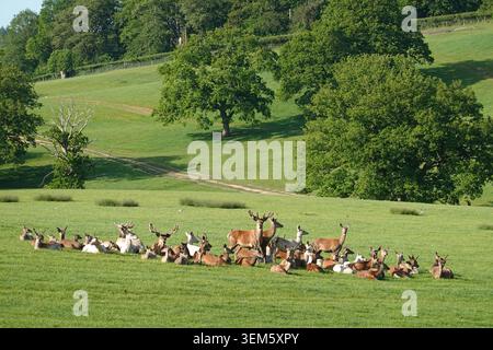 Hirsch in der Parkanlage, Berkshire, England, Großbritannien, Europa Stockfoto