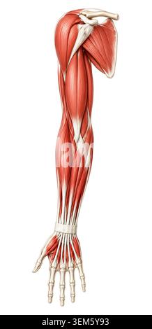 Detaillierte medizinische Illustration der menschlichen Arm muskuläre Anatomie zeigt obere Extremitäten Muskeln Sehnen Unterarm Strukturen und Schulter Anatomie isoliert auf Wi Stockfoto