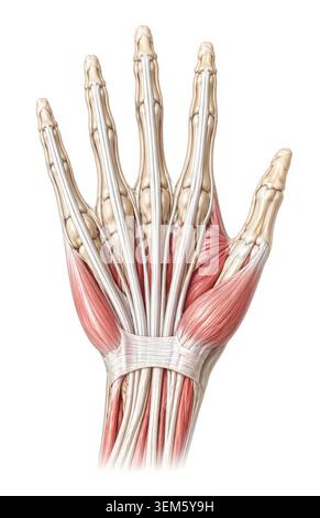 Detaillierte medizinische Illustration der menschlichen Hand muskuläre Anatomie zeigt Sehnen Skelettstruktur Fingerknochen und Muskel-Skelett-Anatomie isoliert auf W Stockfoto