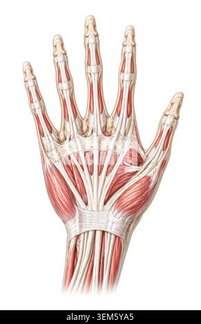 Detaillierte medizinische Illustration der menschlichen Hand muskuläre Anatomie zeigt Sehnen Skelettstruktur Fingerknochen und Muskel-Skelett-Anatomie isoliert auf W Stockfoto