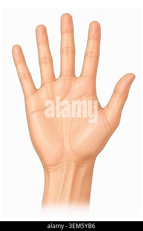 Detaillierte medizinische Illustration der äußeren menschlichen Hand Anatomie zeigt Haut Hand Hand Hand Hand Hand Strukturen Handgelenk Anatomie und Oberfläche Merkmale isoliert auf weiß Stockfoto