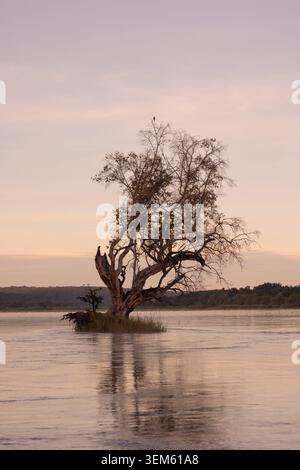 Blick auf einen einsamen Baum auf einer kleinen Insel im Sambesi-Fluss mit ruhigen Wasserspiegeln unter einem weichen Sonnenuntergang Victoria Falls, Matabeleland North, Zim Stockfoto