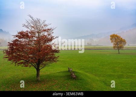 Zwei Herbstbäume auf einem nebeligen Wharfedale Valley grün mit Holzbänken neben einem rotblättrigen Baum und einer goldenen Birke dahinter Stockfoto