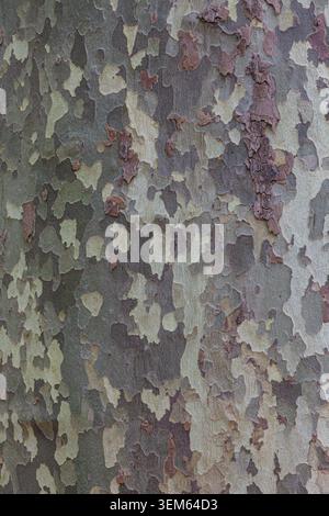 Abstraktes Bild der Plane Tree Bark Stockfoto