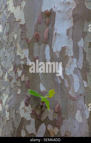 Abstraktes Bild der Plane Tree Rinde mit neuem Wachstum Stockfoto