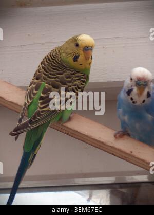 Nahaufnahme von zwei Wellensittichen, die auf einem Holzdübel vor einem blassen inneren Hintergrund sitzen. Vordergrundvogel zeigt grünes Körpergefieder mit Gelb Stockfoto