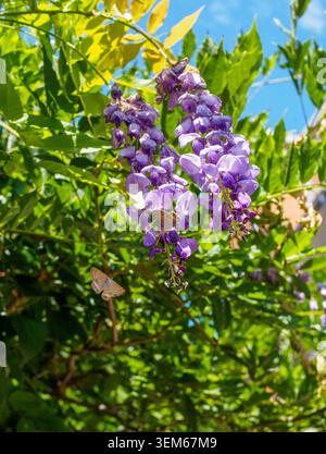 Wunderschöne blühende violette Glyzinien-Blüten hängen an grünen Zweigen mit zwei kleinen braunen Schmetterlingen unter einem hellblauen Himmel. Stockfoto