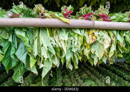 Frisch geerntete Tabakblätter, gebündelt zur Verarbeitung in Bac Son, Provinz lang Son, Vietnam. Stockfoto
