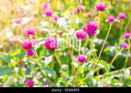 Lila Globus Amaranth blüht in einem sonnigen Sommergarten. florale Natur, Gartenpflanzen, dekorative Blumen Stockfoto