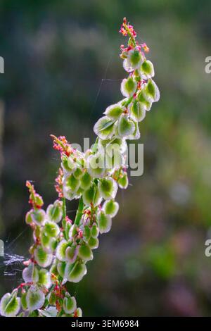 Sauerampfer (Rumex acetosa), eine mehrjährige britische Wildblume, die am Rande der Straße wächst, London, Großbritannien Stockfoto