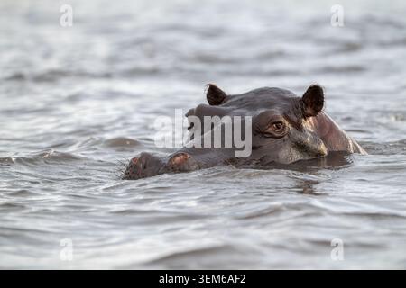 Flusspferde tauchten abends im Chobe River im Chobe National Park in Botswana unter. Stockfoto