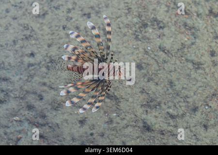 Roter Löwenfisch, Pterois Miles, Schwimmen in klarem, seichten Meerwasser über einem sandigen und felsigen Boden, Blick von oben Stockfoto