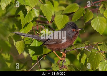 Detailliertes Seitenprofil des Dartford-Kammers (Curruca undata), der während der Brutsaison in Thursley Common, Surrey, Vereinigtes Königreich, auf Silberbirke thront Stockfoto
