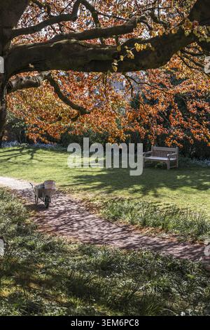 Blick auf einen großen Baum mit leuchtenden orangefarbenen Blättern, der über einem Gartenweg mit Schubkarre und Holzbank auf einem sonnigen Rasen in Lancaster, England, hinausragt. Stockfoto