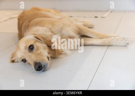 Goldener Retriever-Hund, der auf hellem Fliesenboden mit sichtbaren Fugenlinien liegt Stockfoto
