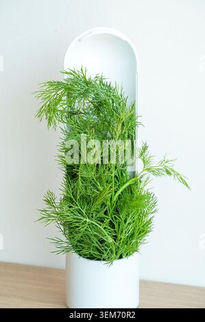 Frischer Dill in einer weißen Vase auf einem Holztisch. Stockfoto