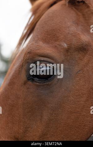 Nahaufnahme eines Kastanienpferdes, das das Auge, die Gesichtszüge und die Fellstruktur hervorhebt. Stockfoto