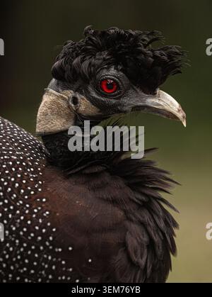 Blick auf einen Guineafuhus mit seinem markanten schwarzen Lockenwappen und auffälligen roten Augen am Pafuri Picknick-Platz in Mopani District Municipality, Limpo Stockfoto