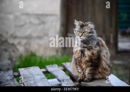 Silberfarbene Erwachsene Koratkatze, die seitlich liegend mit einer Pfote über dem Rand hängt und mit grünen Augen direkt in die Kamera blickt Stockfoto