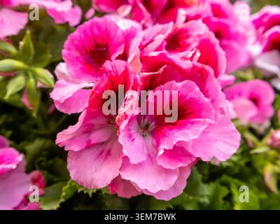 Nahaufnahme von leuchtenden rosafarbenen Geranienblüten, die in einem Garten blühen. Stockfoto