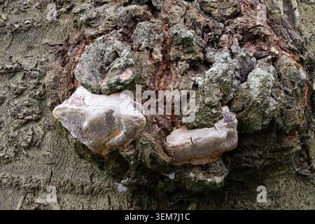 Grobe strukturierte Rinde eines gereiften Pflaumenbaums mit weißen Klammerpilzen Stockfoto