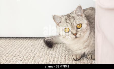 Schöne silberne, tabbyschattierte britische Kurzhaarkatze mit gelben Augen, die in die Kamera mit Kopierraum blickt Stockfoto