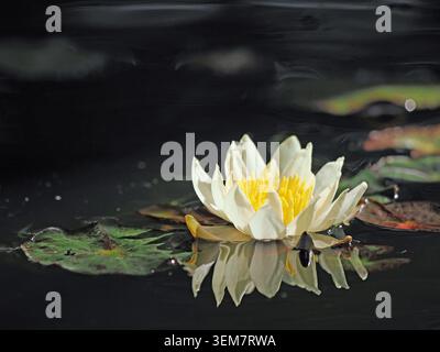Weiße Miniatur-Wasserlilienblume Nymphaea pygmaea Alba mit Krone aus gelben Staubblättern in hellem Sonnenschein vor gedämpftem Hintergrund von Lilienpads und Wasser Stockfoto