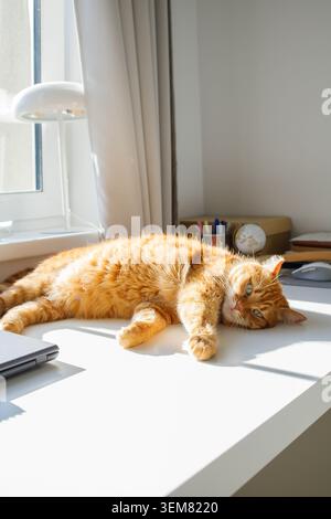Niedliche Ingwerkatze, die auf dem Schreibtisch neben dem Fenster zu Hause auf einem sonnigen Tagesporträt liegt. Häusliches Leben, Leben mit Haustieren, Katzenadoption Stockfoto