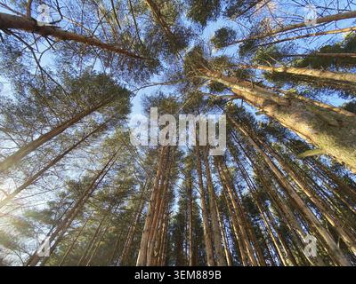 Schönheit Natur Hintergrund, Weitwinkel, Blick auf Bäume von unten, dichte Kiefernwälder Stockfoto