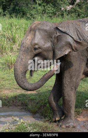 Detaillierte Nahaufnahme des mit Schlamm bedeckten Kopfes und Rüssels eines wilden asiatischen Elefanten im Hurulu Eco Park, Sri Lanka. Stockfoto