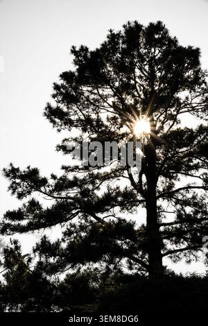 Hintergrundbeleuchtete Kiefernbaumsilhouette mit hellem Sonnenlicht, das durch die Äste strahlt und einen beeindruckenden Sonneneffekt erzeugt. Minimale natürliche Zusammensetzung mit Stockfoto