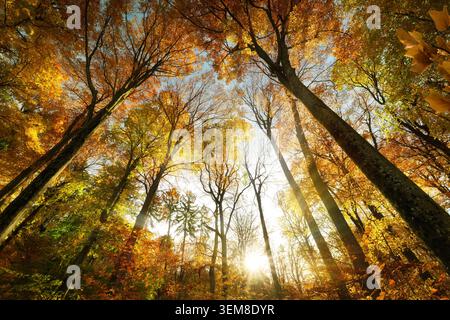 Majestätische Baumkronen im Herbst mit der Sonne und dem leuchtenden orangefarbenen Laubwerk hoher Laubbäume Stockfoto
