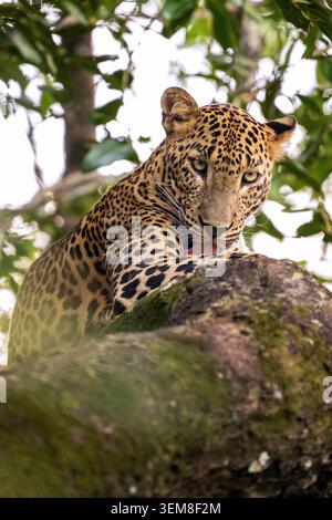 Ein majestätischer Sri-Lanka-Leopard ruht bequem auf einem großen Ast in der Wildnis von Sri Lanka. Stockfoto