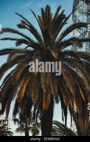 Niedriger Blickwinkel auf eine reife Palme mit weitläufigen Wedern, die von warmem Sonnenlicht vor einem klaren blauen Himmel beleuchtet werden. Tropische Vegetation und natürlicher Text Stockfoto