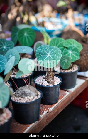 Eine Vielzahl von Stephania erecta Pflanzensetzlingen, die in Töpfen wachsen und in einem Blumenladen in Bangkok verkauft werden Stockfoto