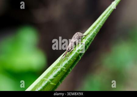 Vorsichtiger Käfer kriecht langsam auf grünen Blattstielen im Freien in der Natur und zeigt neugierigen Ausdruck, während er frische Sommergarten-Envir erforscht Stockfoto