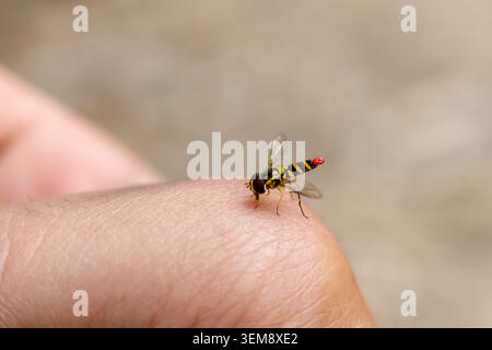 Die sanfte Makroansicht zeigt winzige Insekten, die auf der Haut der menschlichen Hand liegen. Die ruhige Fliege sitzt friedlich auf dem Finger und zeigt während der warmen Jahreszeit die Verbindung mit der Natur Stockfoto