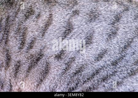 Nahaufnahme aus grauem Tigerfell mit natürlichem Streifenmuster, weichen Haardetails und reichhaltigem Tierhauthintergrund für Design- und Tiermotive Stockfoto