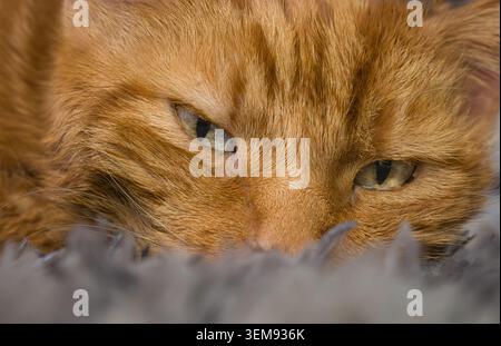 Nahaufnahme einer Ingwerkatze mit starrenden Augen auf einem weichen grauen Teppich. Konzentriere dich auf flauschiges Fell und intensiven katzenartigen Blick. Mit Platz für Textkopien Stockfoto