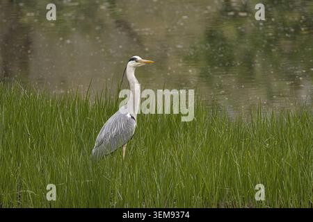 Graureiher, Ardea cinerea, waten durch leuchtend grünes Schilf an einem Teichrand. Ideal für Natur, Tierwelt, Vogelbeobachtung und Feuchtgebiete. Stockfoto