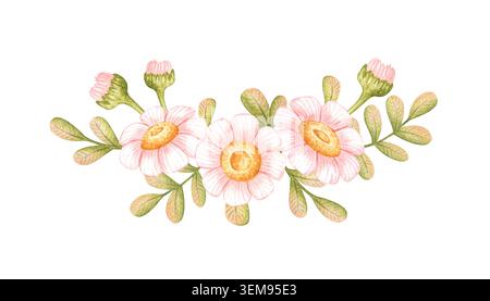 Halbkranz aus rosa Gänseblümchen mit grünen Knospen und Blättern, Aquarell isoliert vom Hintergrund. Für Eckdekorationen, Hochzeitseinladungen, Frühlingskarten und Stockfoto