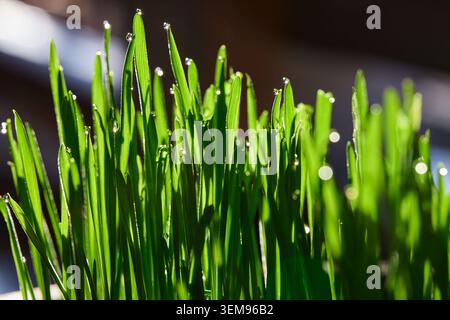 Nahaufnahme von frischem grünem Gras mit Morgentauropfen Stockfoto